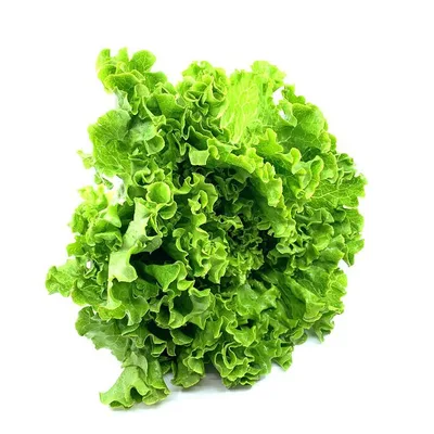 Salata Kristalka