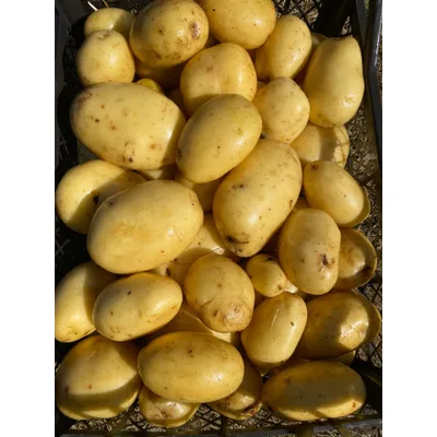 Krompir Beli 104 Vlasic Komerc
