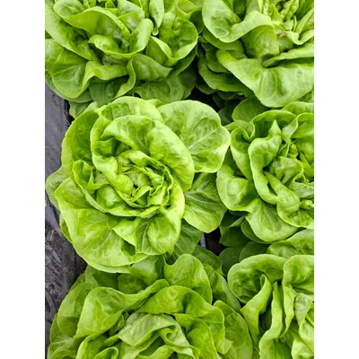 Povr.Salata Zelena