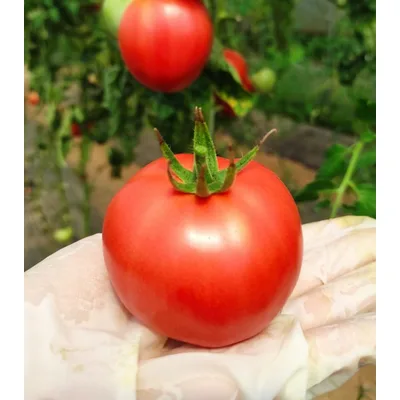 Paradajz 1 kg