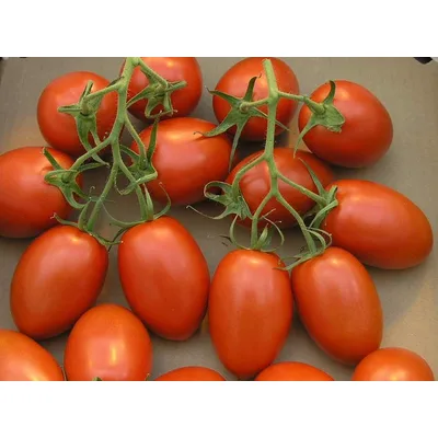 Paradajz Šljivar Roma 500 g