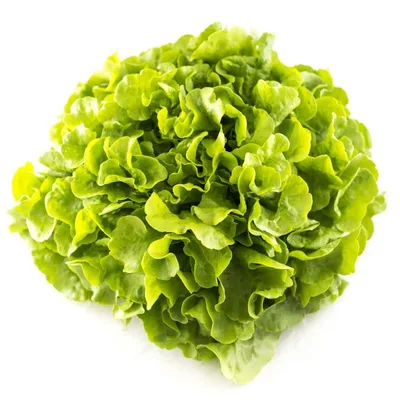 Zelena Salata Puterica, Komad