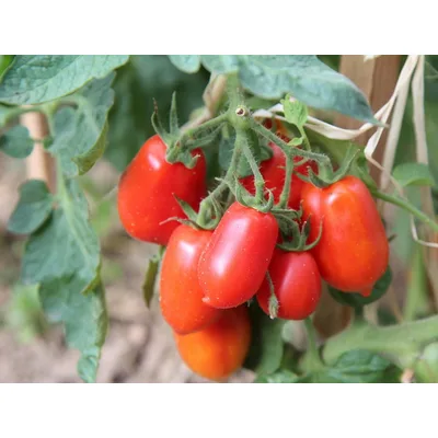 Paradajz Šljivar Roma 750 g