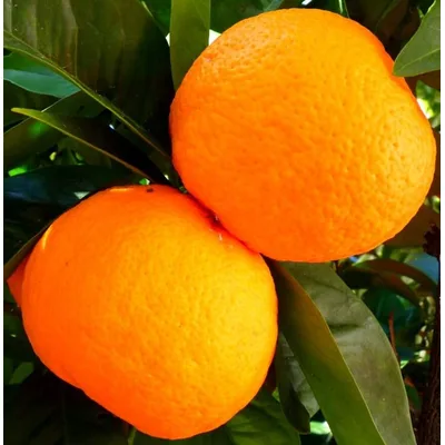 Pomorandža Za Ceđenje 1,5 kg