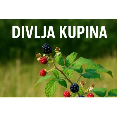 Kupina