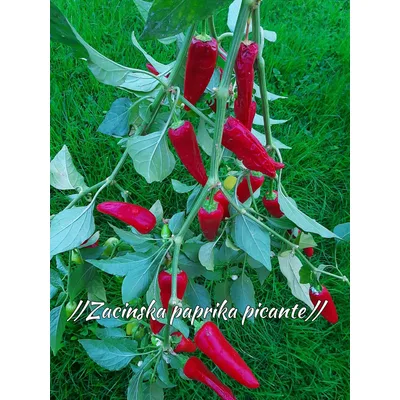 Paprika Zacinska Rinfuz Spajz