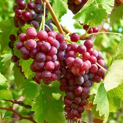 Grožđe Crveno Besemeno 500 g