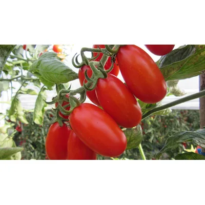 Paradajz Čeri Šljivar Daterino 325 g