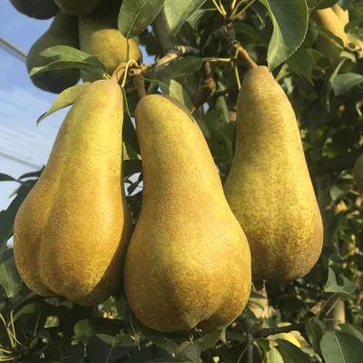 Domaća Kruška Abata Fetel, Rinfuz 1 kg