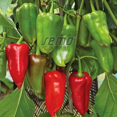 Paprika Silja 500 g