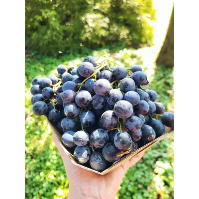 Grozdje Besemeno Mix 500 g