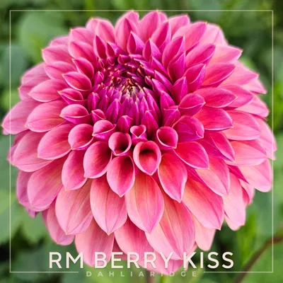Kupka Dahlia Berry Kiss 250 ml