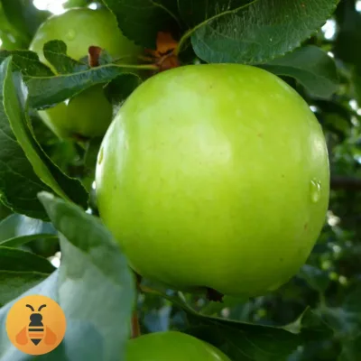 Jabuka Greni Smit Bez Ost.Pesticida 700 g