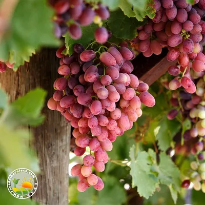 Grožđe Roze 500 g