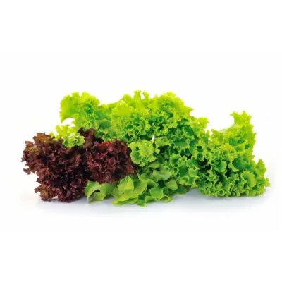 Salata Hrastov List Crveni Grow Rasad