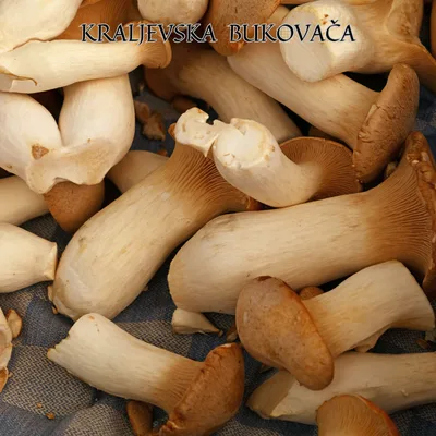 Bukovače Pakovane