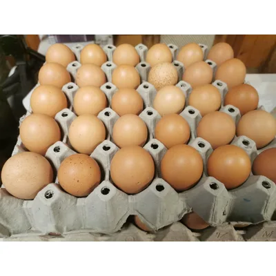 Jaja M Klase Vin Farm