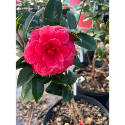 Camelia T.Papir Super 3sl