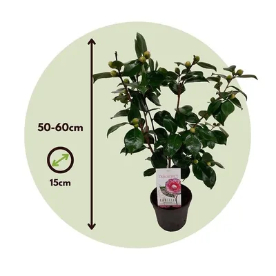 Salv.Camelia 50/1sortno