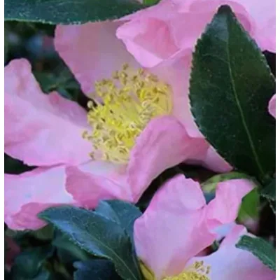 Tec.Sapun -Sortno Camelia