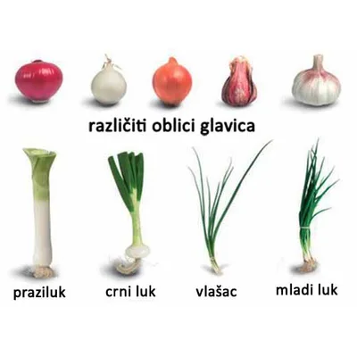 Sveze Povrce Luk Mladi Crni I Veza