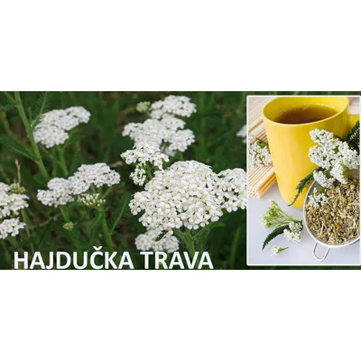Čaj Hajdučka Trava Crazy Herbals 30 g
